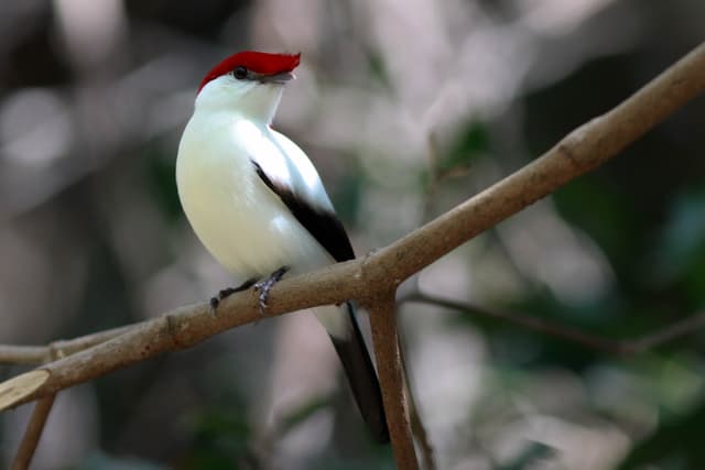 Imagem de cultura da região do cariri